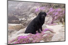 Black Labrador Retriever Sitting in Purple Mat Flowers on Coastal Rocks, Pacific Grove-Lynn M^ Stone-Mounted Photographic Print