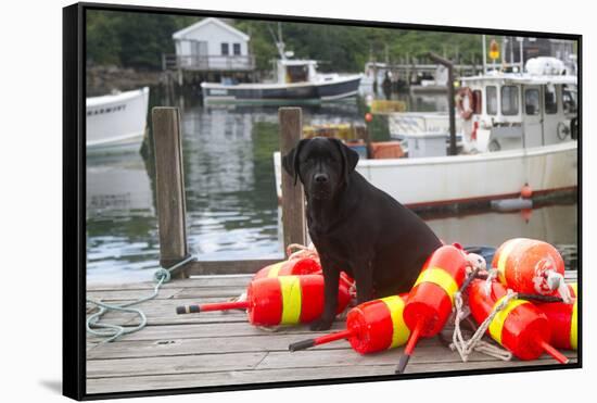 Black Labrador Retriever Sitting on Dock with Lobster Trap Buoys, New Harbor, Maine, USA-Lynn M^ Stone-Framed Stretched Canvas