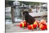 Black Labrador Retriever Sitting on Dock with Lobster Trap Buoys, New Harbor, Maine, USA-Lynn M^ Stone-Stretched Canvas