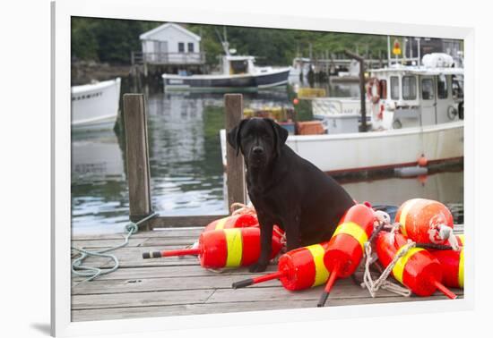 Black Labrador Retriever Sitting on Dock with Lobster Trap Buoys, New Harbor, Maine, USA-Lynn M^ Stone-Framed Photographic Print