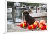 Black Labrador Retriever Sitting on Dock with Lobster Trap Buoys, New Harbor, Maine, USA-Lynn M^ Stone-Framed Photographic Print