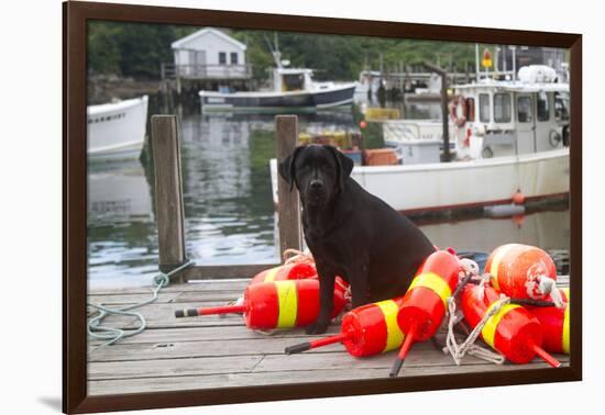 Black Labrador Retriever Sitting on Dock with Lobster Trap Buoys, New Harbor, Maine, USA-Lynn M^ Stone-Framed Photographic Print
