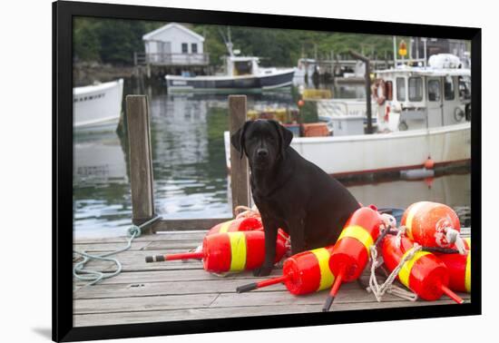 Black Labrador Retriever Sitting on Dock with Lobster Trap Buoys, New Harbor, Maine, USA-Lynn M^ Stone-Framed Photographic Print