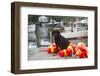 Black Labrador Retriever Sitting on Dock with Lobster Trap Buoys, New Harbor, Maine, USA-Lynn M^ Stone-Framed Photographic Print