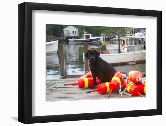 Black Labrador Retriever Sitting on Dock with Lobster Trap Buoys, New Harbor, Maine, USA-Lynn M^ Stone-Framed Photographic Print