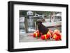 Black Labrador Retriever Sitting on Dock with Lobster Trap Buoys, New Harbor, Maine, USA-Lynn M^ Stone-Framed Photographic Print