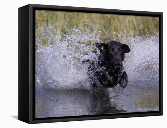 Black Labrador Retriever Water Enry-Lynn M^ Stone-Framed Stretched Canvas