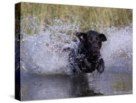 Black Labrador Retriever Water Enry-Lynn M^ Stone-Stretched Canvas