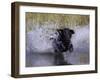 Black Labrador Retriever Water Enry-Lynn M^ Stone-Framed Photographic Print