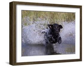 Black Labrador Retriever Water Enry-Lynn M^ Stone-Framed Photographic Print