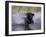 Black Labrador Retriever Water Enry-Lynn M^ Stone-Framed Photographic Print