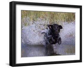 Black Labrador Retriever Water Enry-Lynn M^ Stone-Framed Photographic Print