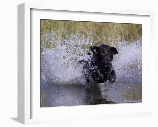 Black Labrador Retriever Water Enry-Lynn M^ Stone-Framed Photographic Print