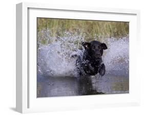Black Labrador Retriever Water Enry-Lynn M^ Stone-Framed Photographic Print