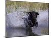 Black Labrador Retriever Water Enry-Lynn M^ Stone-Mounted Photographic Print