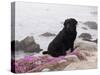 Black Labrador Retriever with Pink Flowers on Cliff, California-Lynn M^ Stone-Stretched Canvas