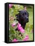 Black Labrador Retriever with Roses, Portrait-Lynn M^ Stone-Framed Stretched Canvas