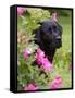 Black Labrador Retriever with Roses, Portrait-Lynn M^ Stone-Framed Stretched Canvas