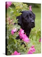 Black Labrador Retriever with Roses, Portrait-Lynn M^ Stone-Stretched Canvas