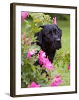 Black Labrador Retriever with Roses, Portrait-Lynn M^ Stone-Framed Photographic Print