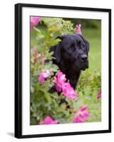 Black Labrador Retriever with Roses, Portrait-Lynn M^ Stone-Framed Photographic Print