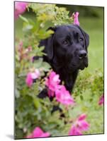 Black Labrador Retriever with Roses, Portrait-Lynn M^ Stone-Mounted Photographic Print