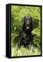 Black Labrador Sitting in Ferns-null-Framed Stretched Canvas