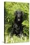 Black Labrador Sitting in Ferns-null-Stretched Canvas
