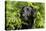 Black Labrador Sitting in Ferns-null-Stretched Canvas