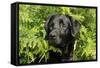 Black Labrador Sitting in Ferns-null-Framed Stretched Canvas