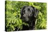 Black Labrador Sitting in Ferns-null-Stretched Canvas