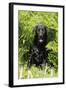 Black Labrador Sitting in Ferns-null-Framed Photographic Print