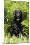 Black Labrador Sitting in Ferns-null-Mounted Photographic Print