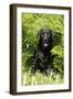 Black Labrador Sitting in Ferns-null-Framed Photographic Print