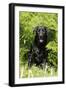 Black Labrador Sitting in Ferns-null-Framed Photographic Print