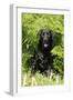 Black Labrador Sitting in Ferns-null-Framed Photographic Print