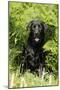 Black Labrador Sitting in Ferns-null-Mounted Photographic Print