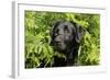 Black Labrador Sitting in Ferns-null-Framed Photographic Print