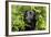 Black Labrador Sitting in Ferns-null-Framed Photographic Print
