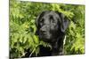 Black Labrador Sitting in Ferns-null-Mounted Photographic Print