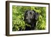 Black Labrador Sitting in Ferns-null-Framed Photographic Print