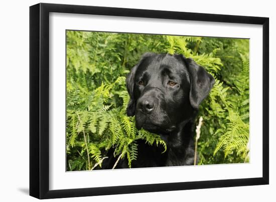 Black Labrador Sitting in Ferns-null-Framed Photographic Print