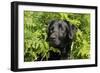 Black Labrador Sitting in Ferns-null-Framed Photographic Print