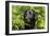Black Labrador Sitting in Ferns-null-Framed Photographic Print