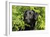 Black Labrador Sitting in Ferns-null-Framed Photographic Print