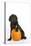 Black Labrador Sitting with a Pumpkin-null-Stretched Canvas