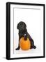 Black Labrador Sitting with a Pumpkin-null-Framed Photographic Print