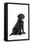 Black Labrador Sitting-null-Framed Stretched Canvas