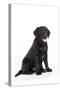 Black Labrador Sitting-null-Stretched Canvas