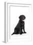 Black Labrador Sitting-null-Framed Photographic Print